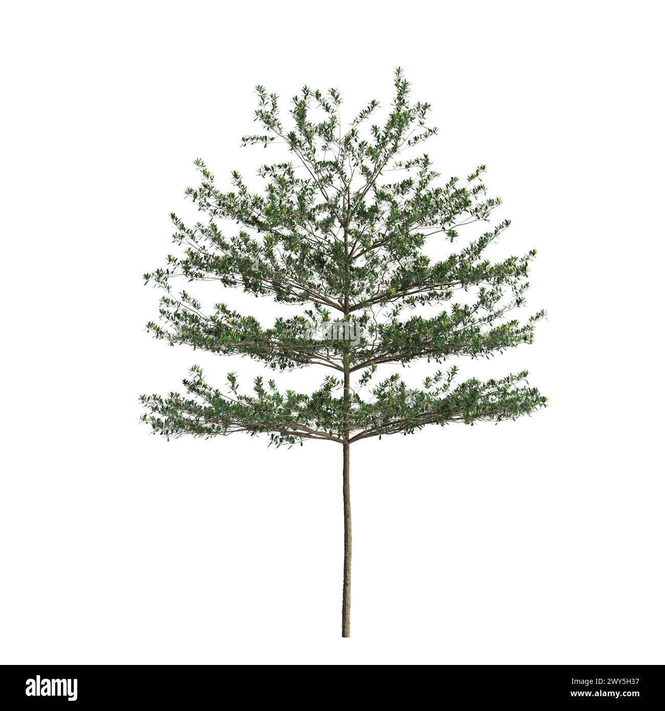 3d illustration of Terminalia Mantaly tree isolated on white background Stock Photo