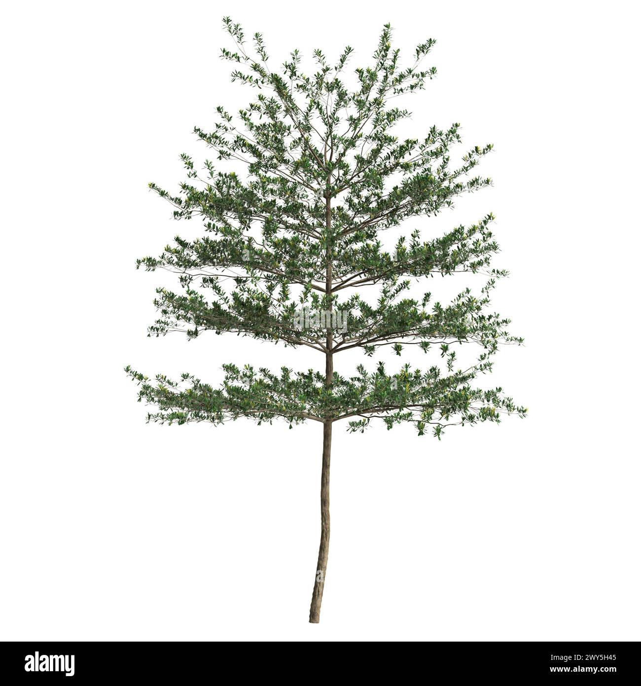 3d illustration of Terminalia Mantaly tree isolated on white background Stock Photo