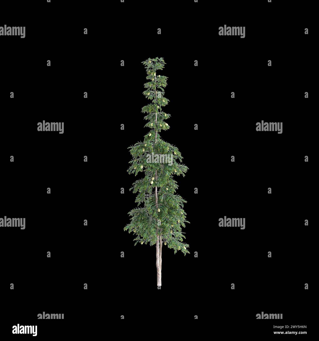 3d illustration of Agathis robusta tree isolated on black background Stock Photo