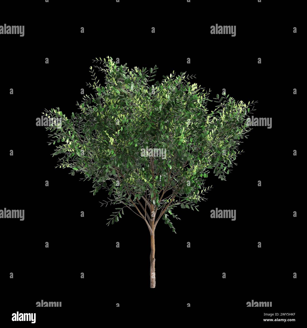 3d illustration of set Bergerocactus emoryi tree isolated on black background Stock Photo