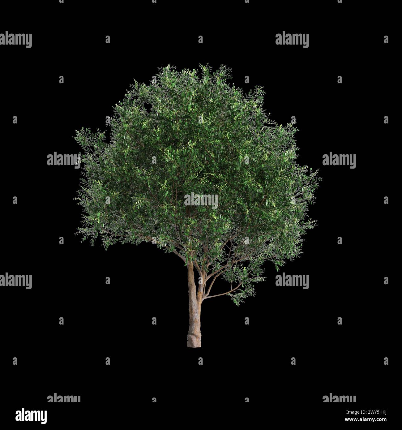 3d illustration of set Bergerocactus emoryi tree isolated on black background Stock Photo