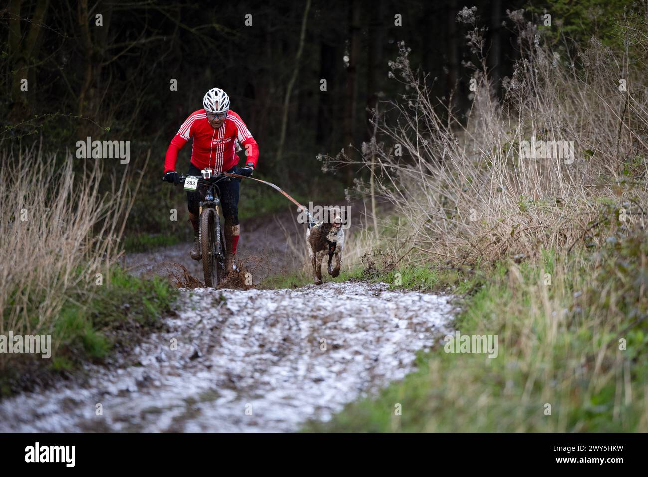 30/03/24  Competitors at the Canicross Midlands three-day Easter weekend season finale, tackle deep mud at Catton Park, Walton-on-Trent, Derbyshire. Stock Photo