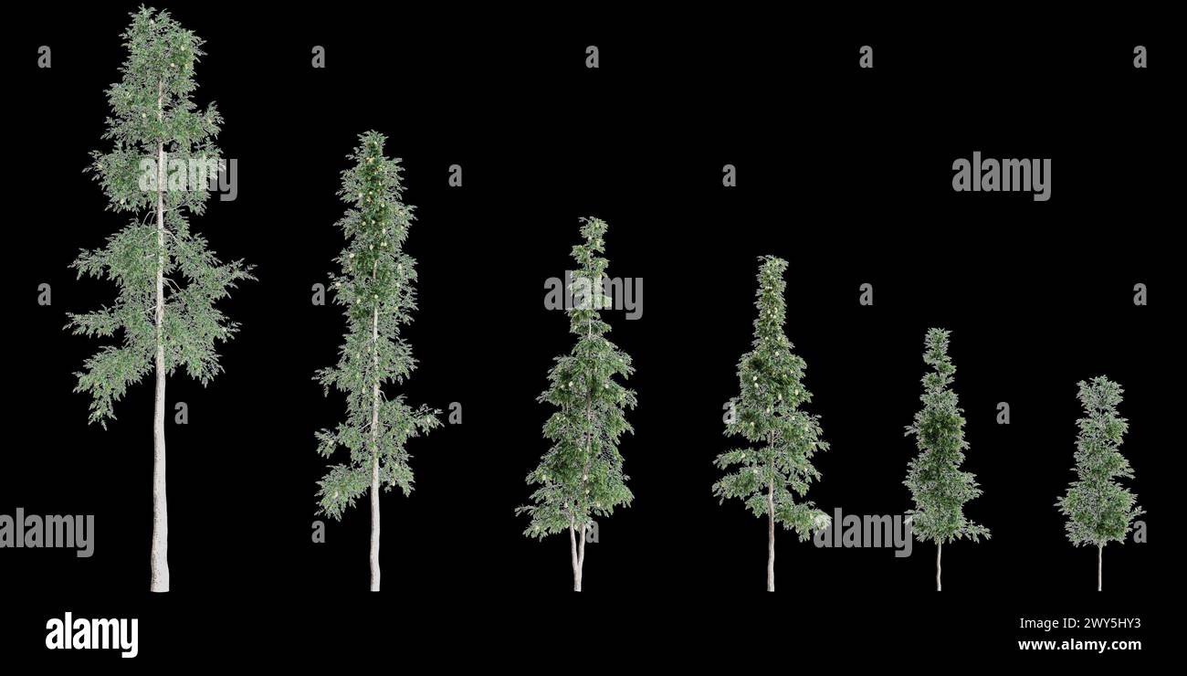 3d illustration of Agathis robusta tree isolated on black background Stock Photo