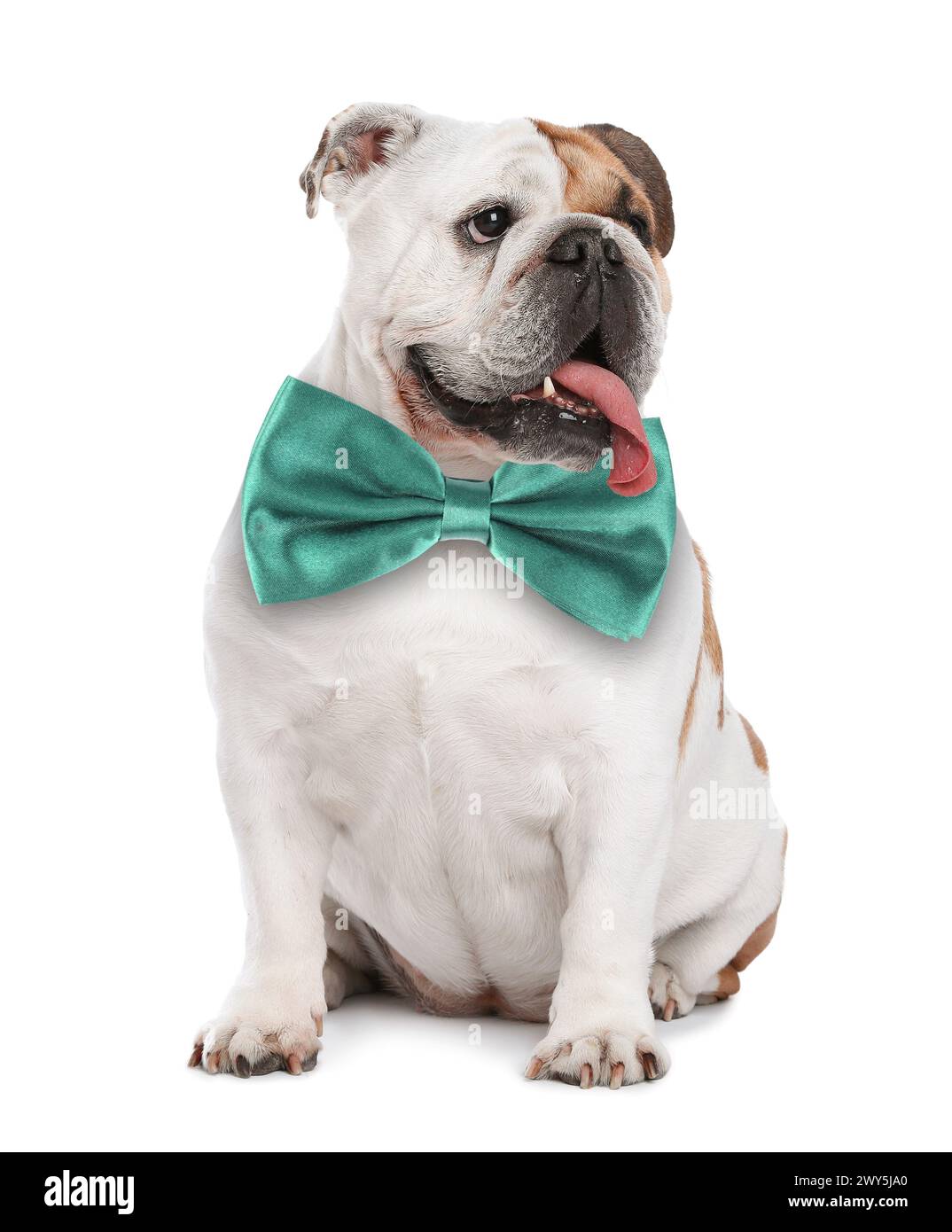 English bulldog bow tie on hi res stock photography and images Alamy