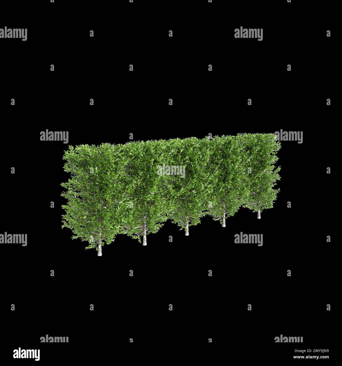 3d illustration of Carpinus betulus treeline isolated on black background, perspective Stock Photo