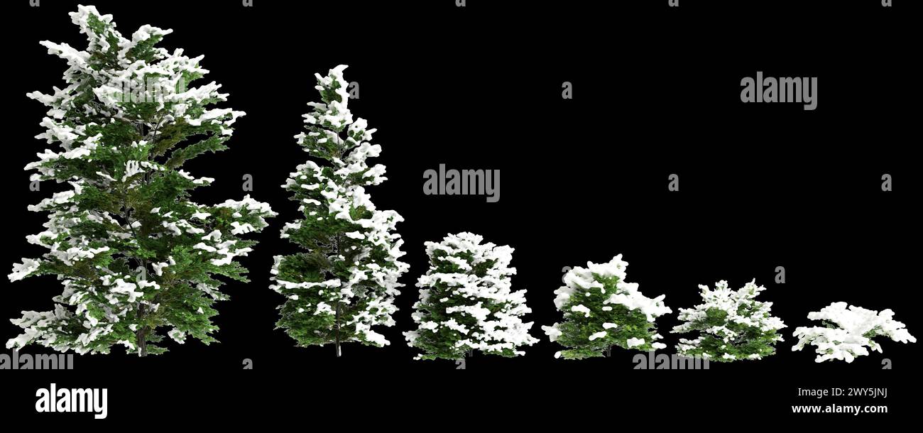 3d illustration of set Chamaecyparis obtusa snow covered bush isolated on black background Stock Photo