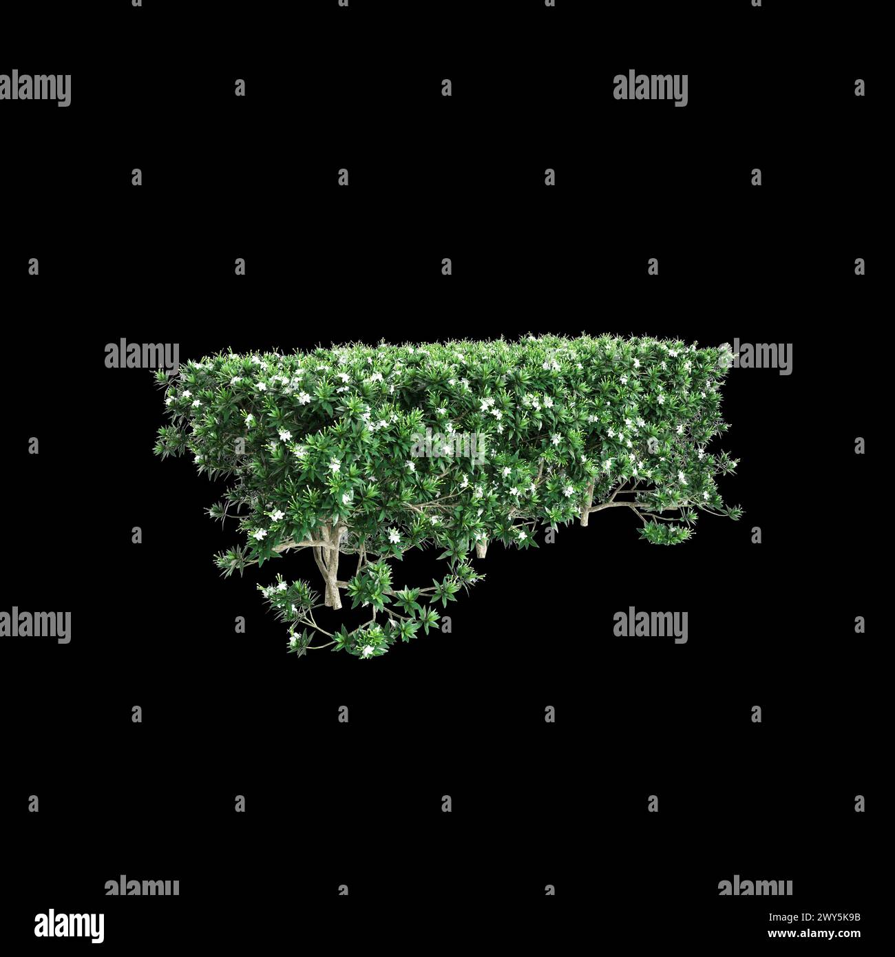 3d illustration of Tabernaemontana divaricata treeline isolated on black background, perspective Stock Photo