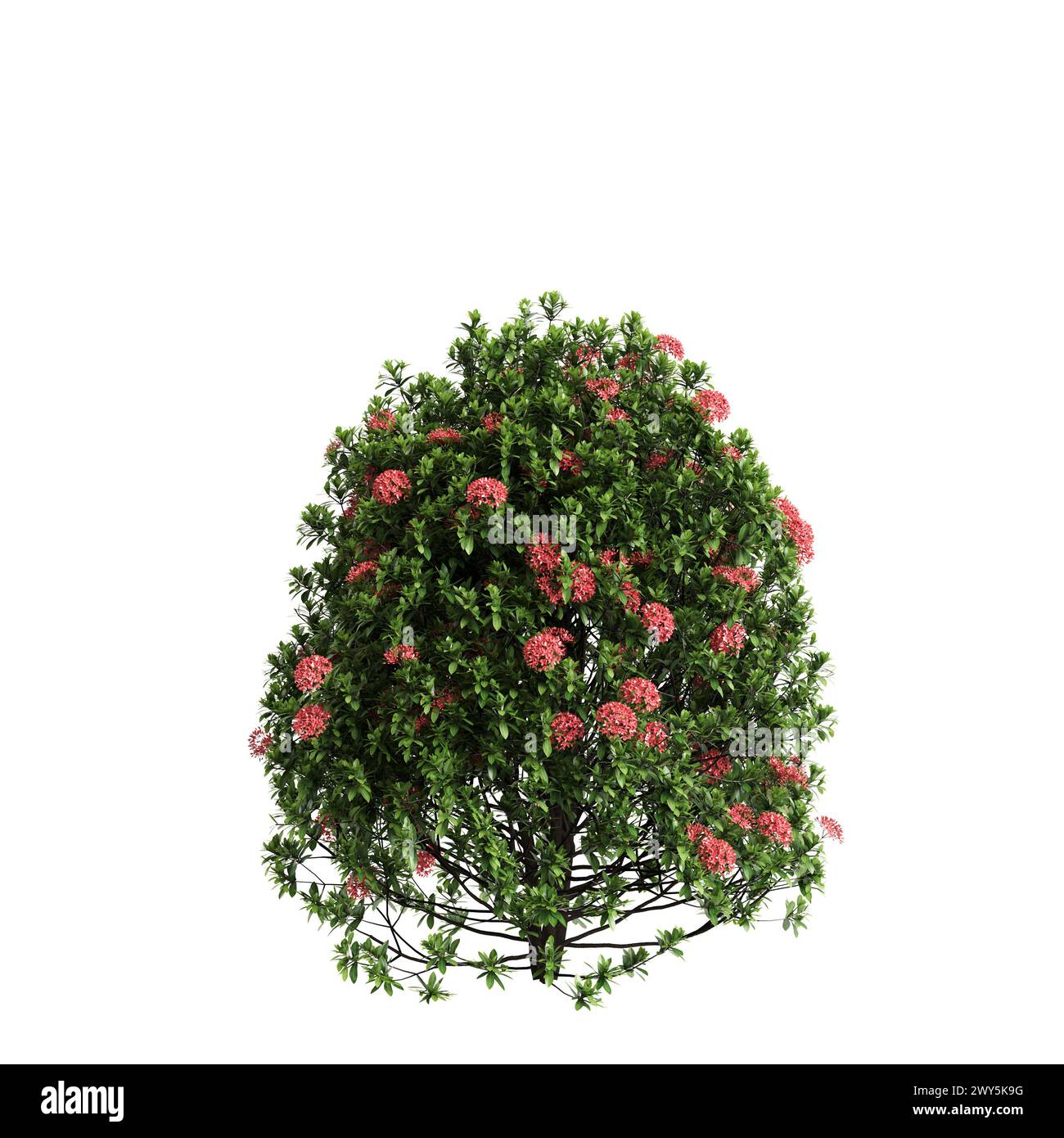 3d illustration of Ixora taiwanensis bush isolated on black background Stock Photo