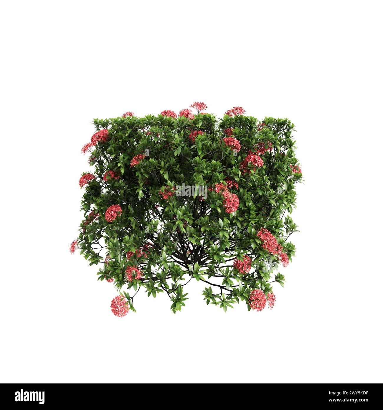 3d illustration of Ixora taiwanensis bush isolated on white background Stock Photo