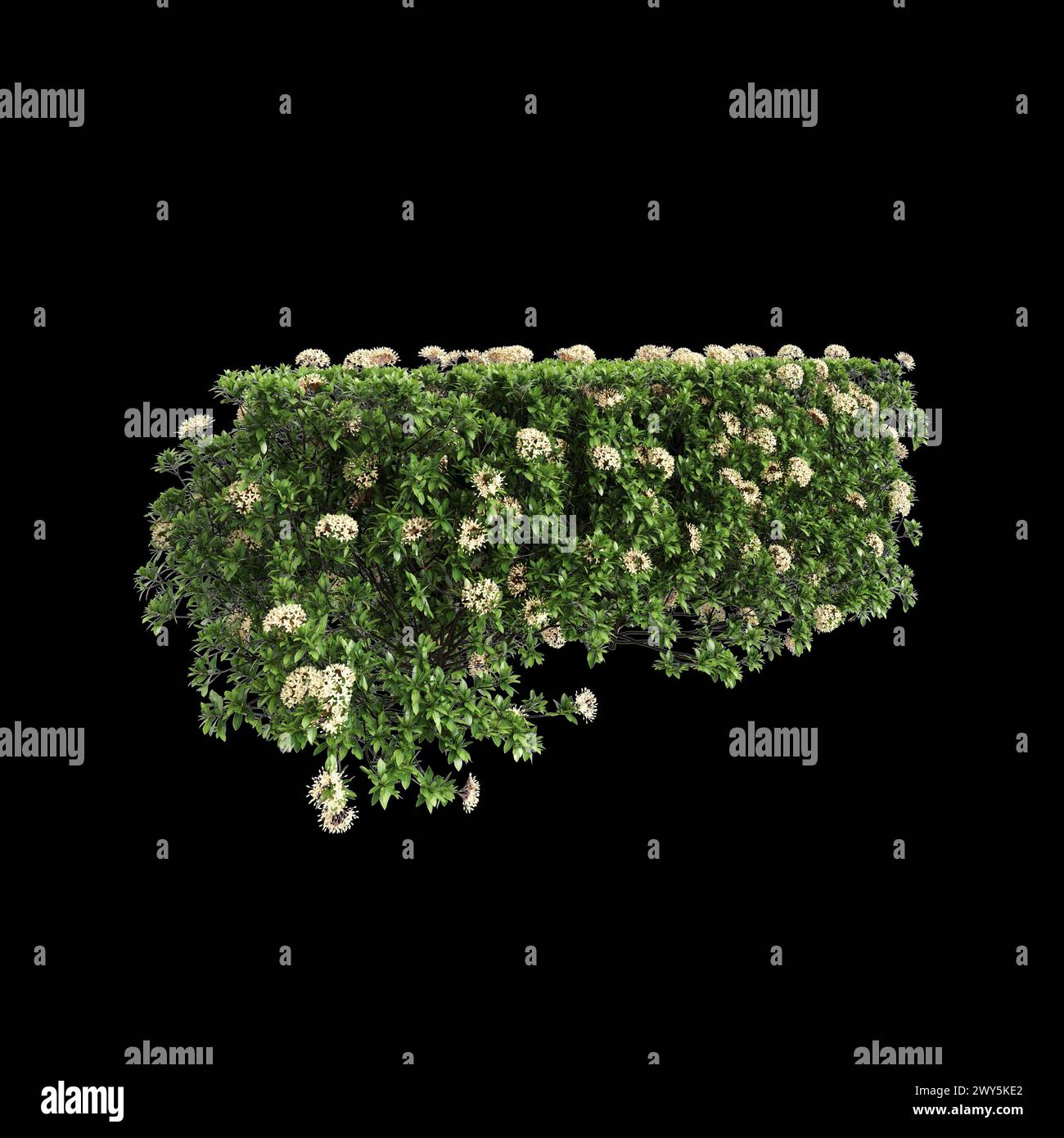 3d illustration of Ixora taiwanensis treeline isolated on black background, perspective Stock Photo