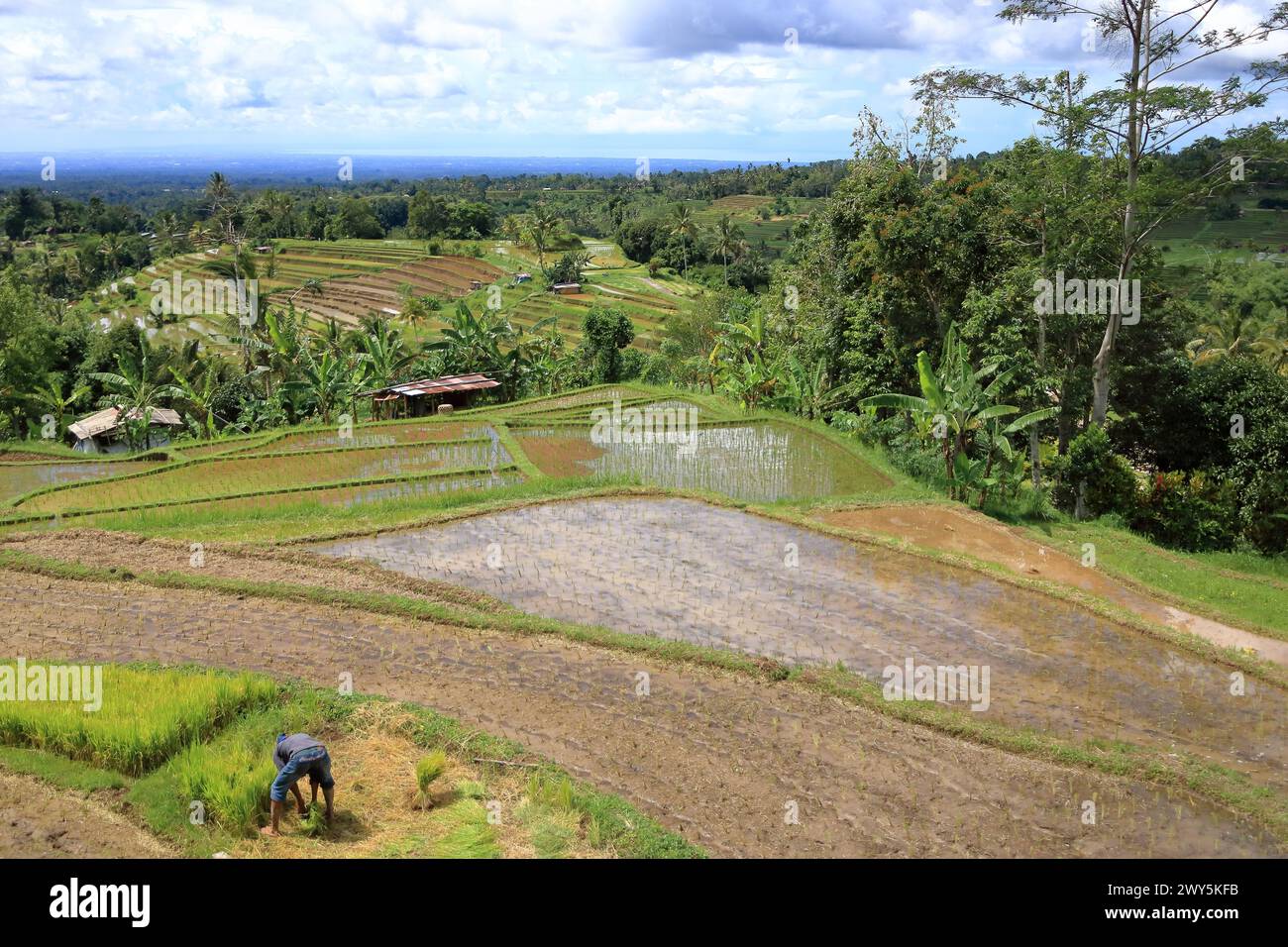Tabanan Rise Field Bali in Indonesia - February 02 2024: a farmer at the terrace rice ...