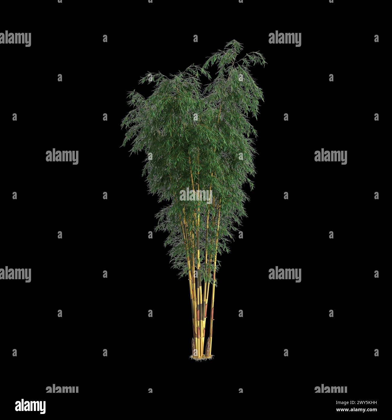 3d illustration of Schizostachyum tree isolated on black background Stock Photo