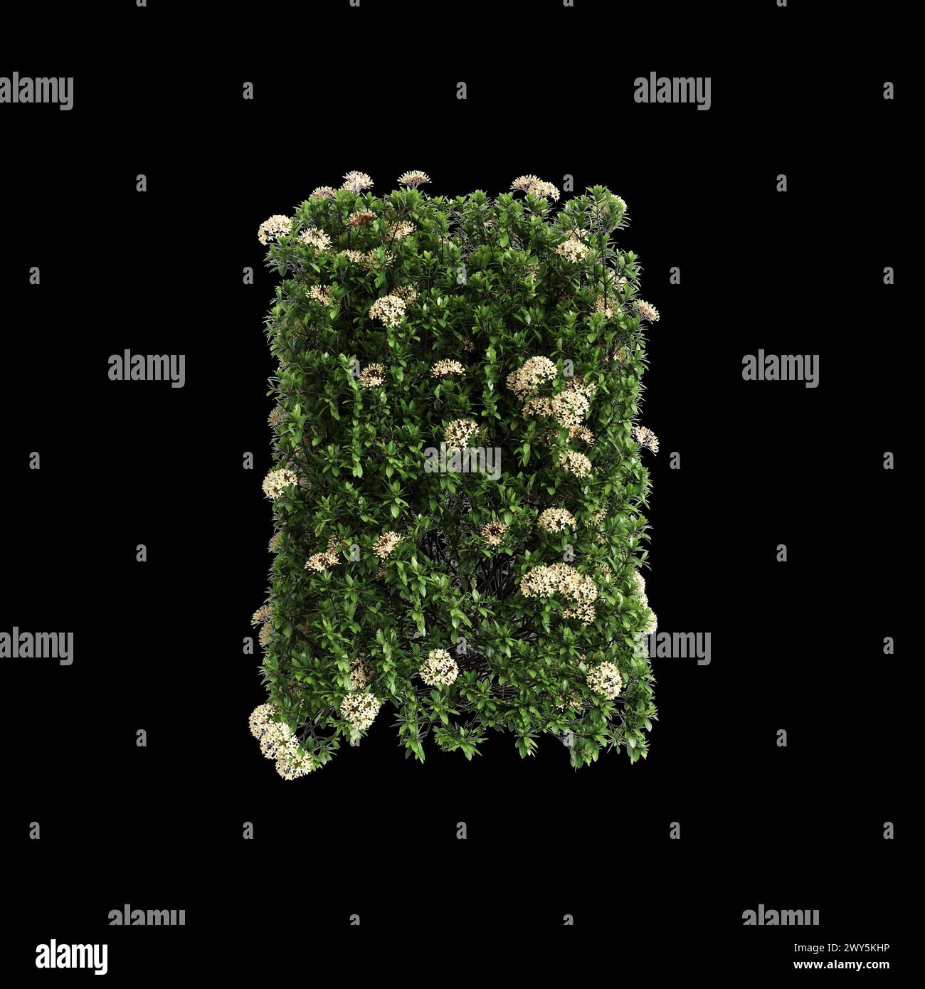3d illustration of Ixora taiwanensis bush isolated on black background Stock Photo