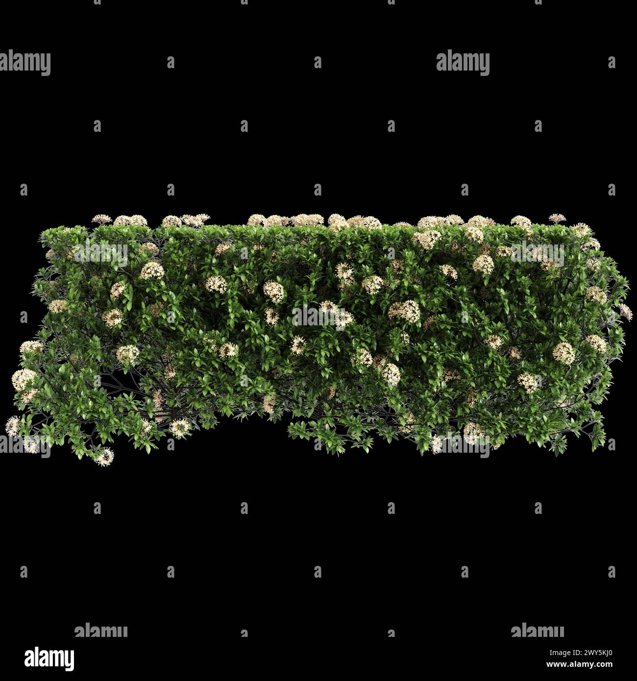3d illustration of Ixora taiwanensis treeline isolated on black background Stock Photo