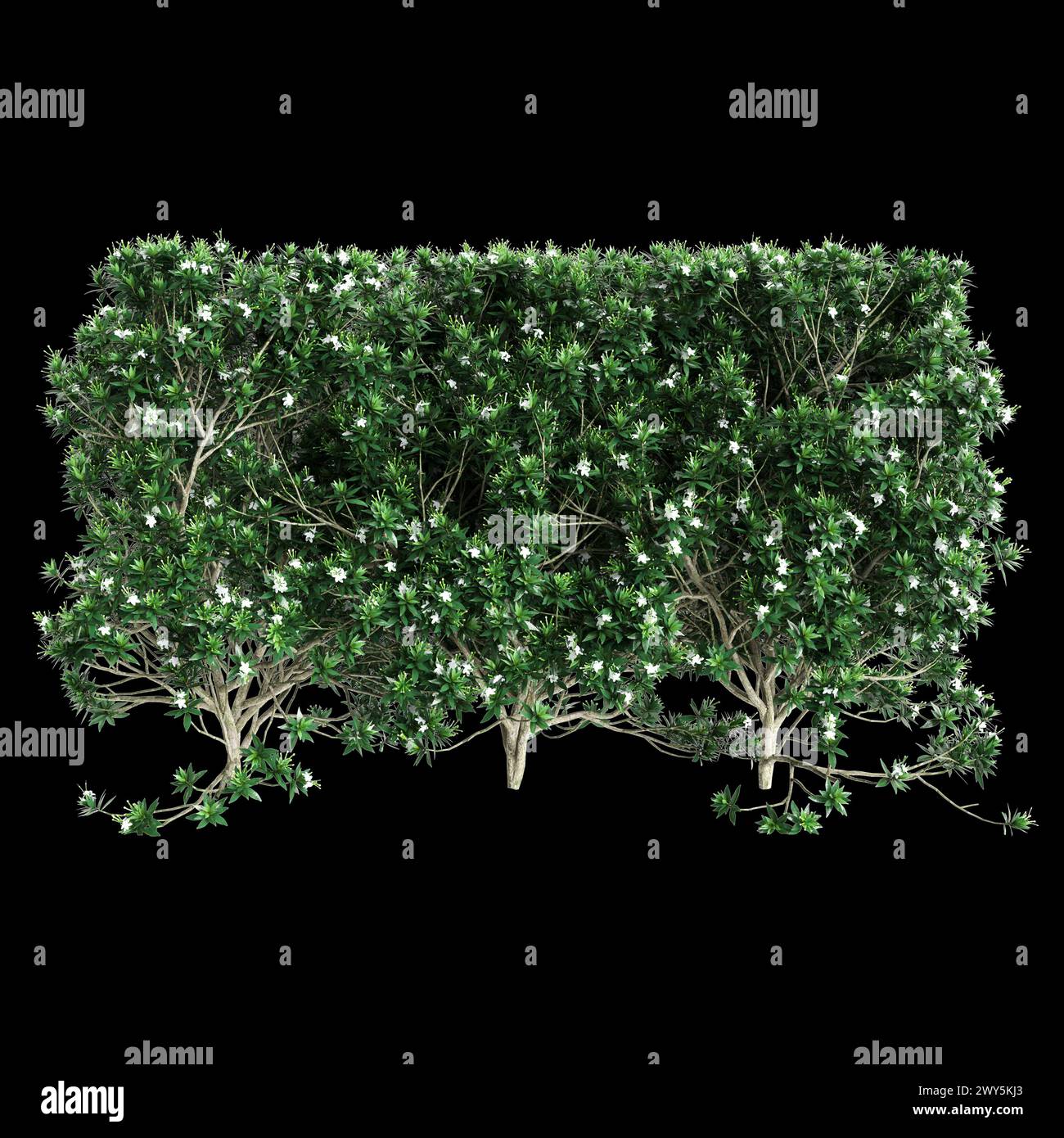 3d illustration of Tabernaemontana divaricata treeline isolated on black background Stock Photo