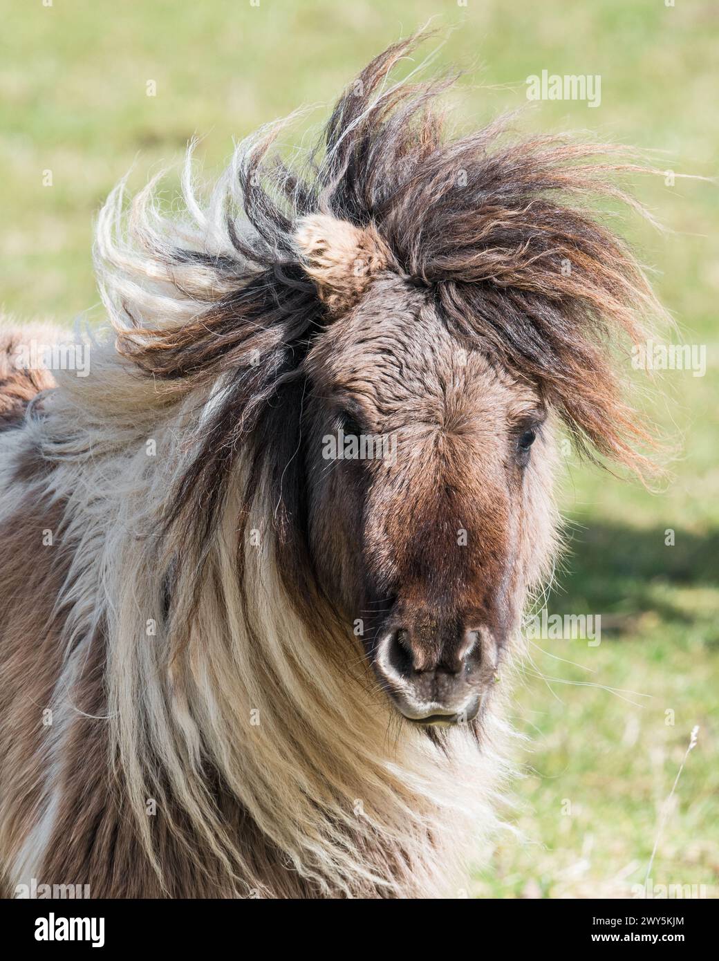 Miniature Shetland Pony looking at the camera Stock Photo
