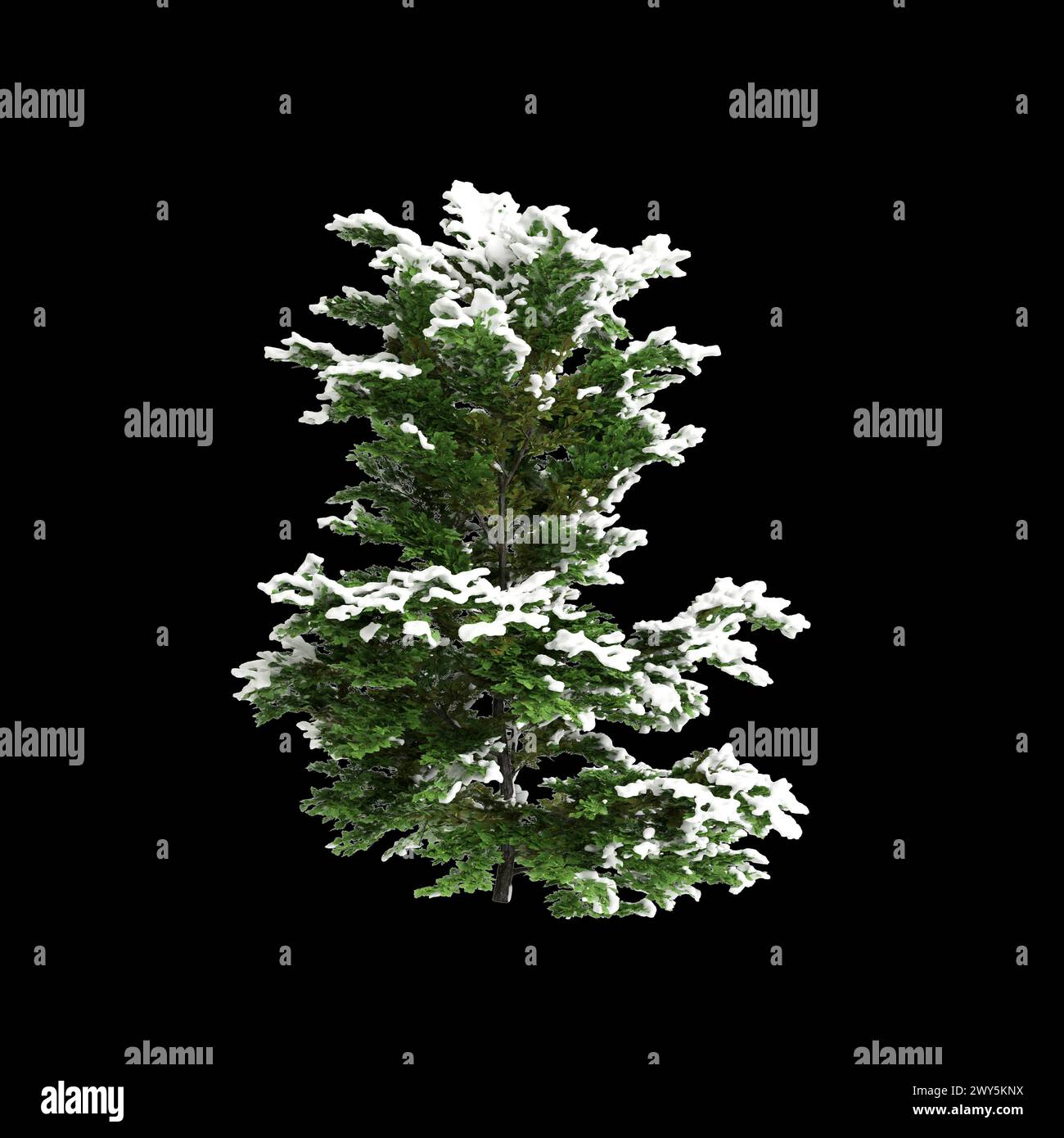3d illustration of Chamaecyparis obtusa snow covered bush isolated on black background Stock Photo