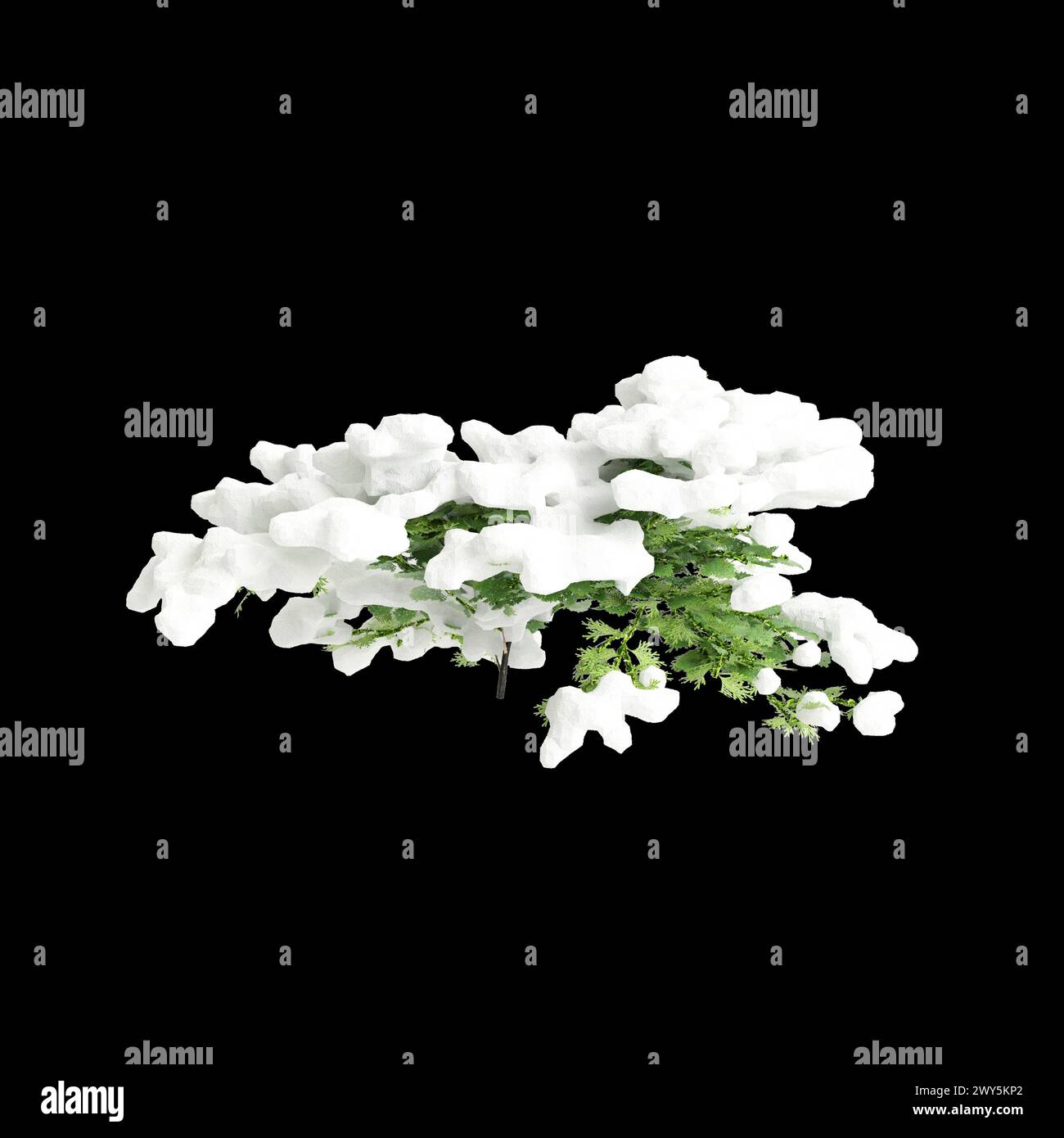 3d illustration of Chamaecyparis obtusa snow covered bush isolated on black background Stock Photo