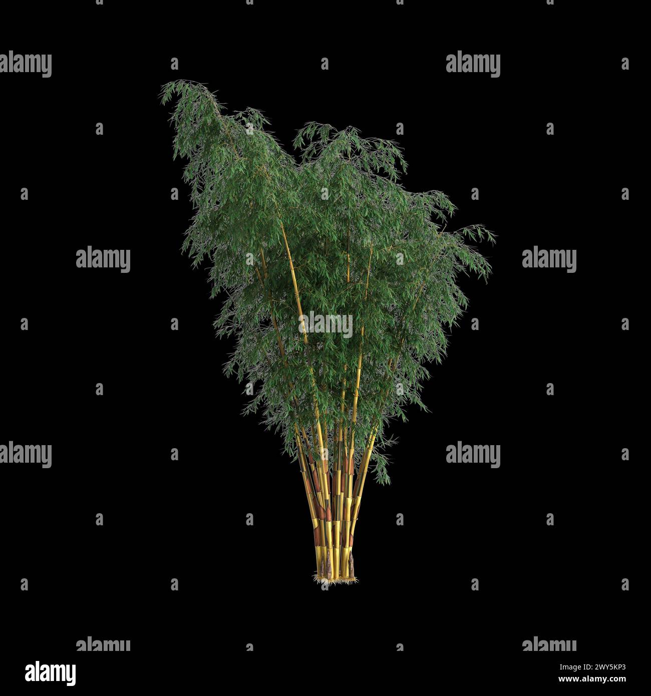 3d illustration of Schizostachyum tree isolated on black background Stock Photo