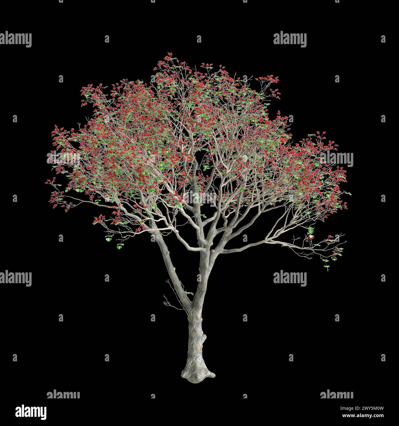 3d illustration of Erythrina variegata tree isolated on black background Stock Photo
