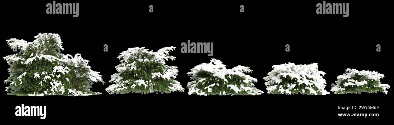 3d illustration of set Picea abies Nidiformis snow covered tree isolated on black background Stock Photo