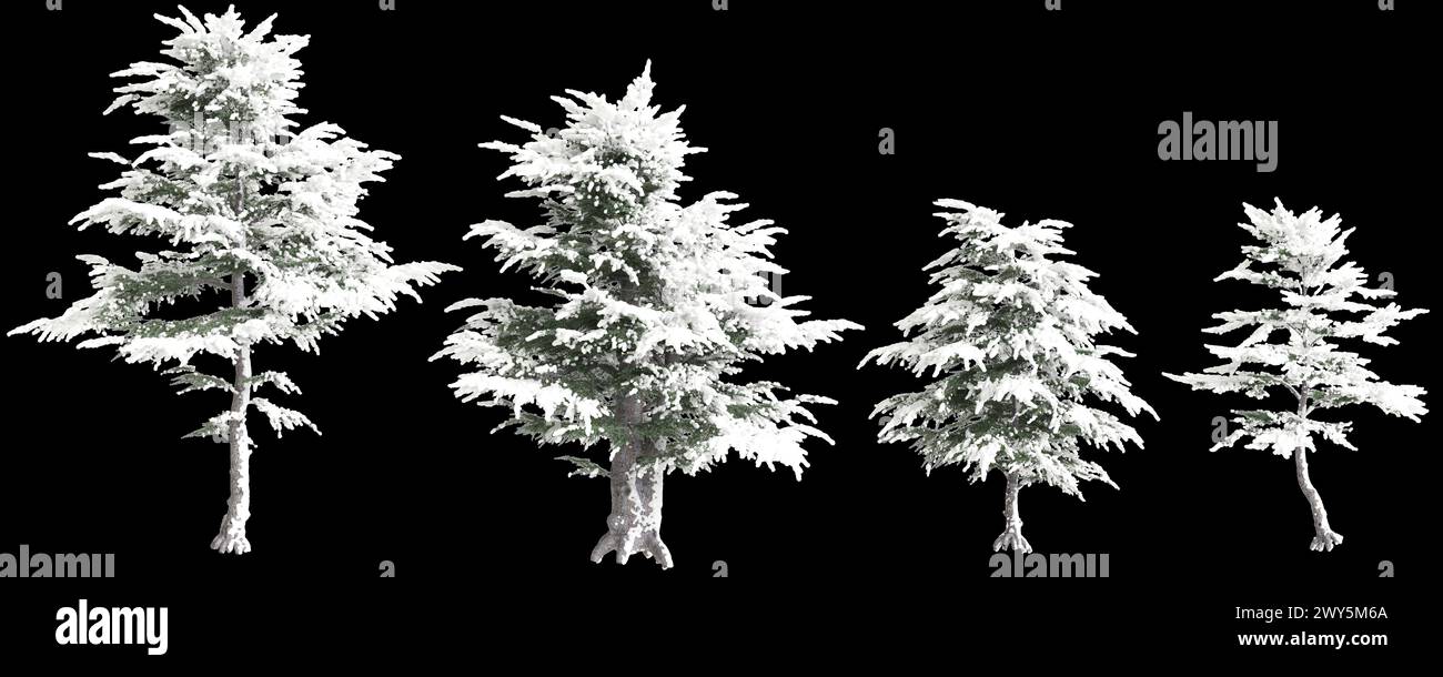 3d illustration of set Cedrus libani snow covered tree isolated on black background Stock Photo