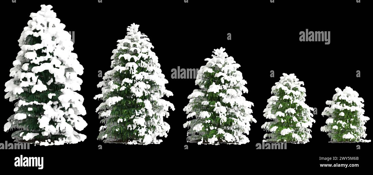 3d illustration of set Cryptomeria japonica Elegans Viridis snow covered tree isolated on black background Stock Photo