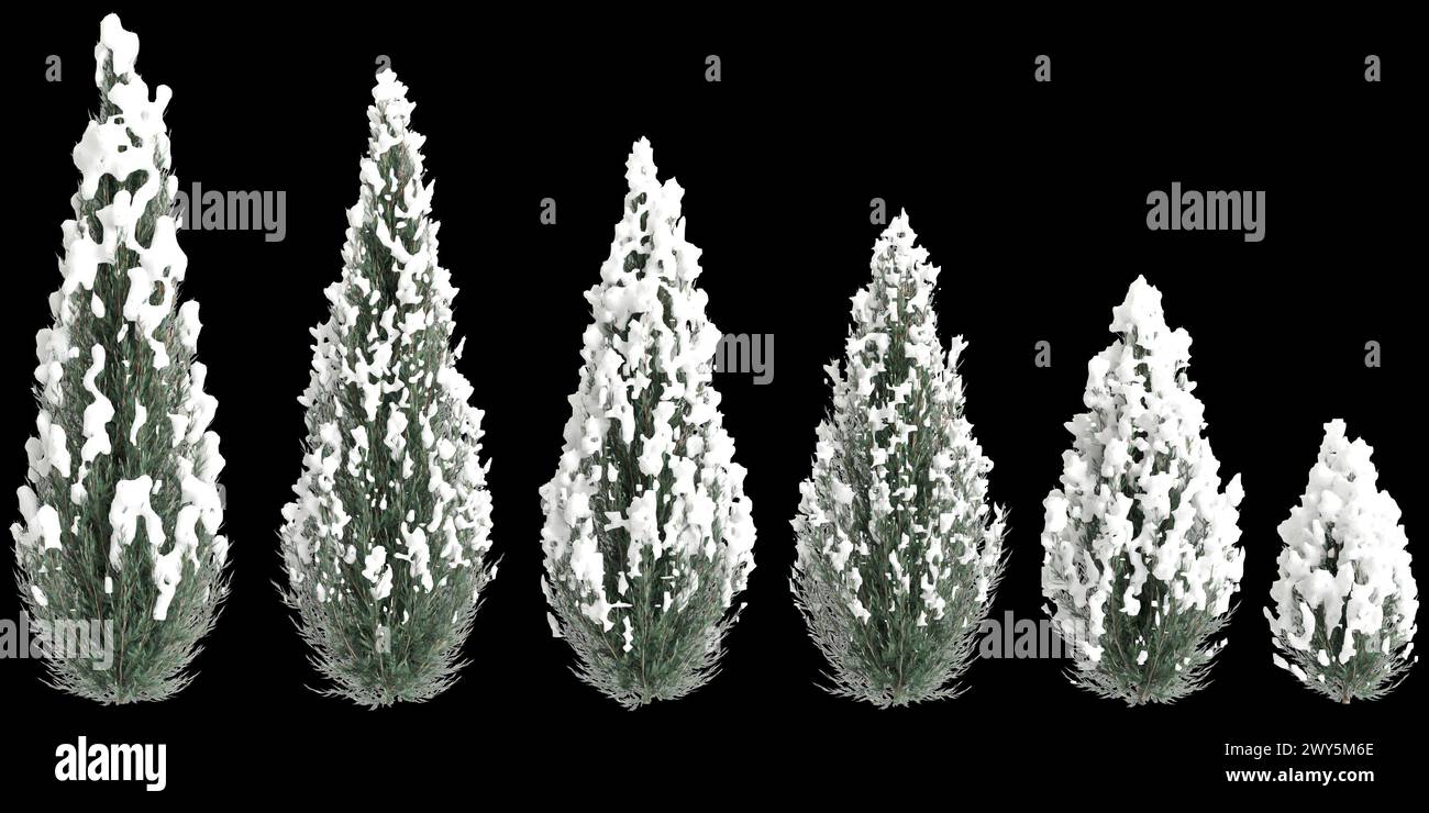 3d illustration of set Juniperus scopulorum snow covered tree isolated on black background Stock Photo