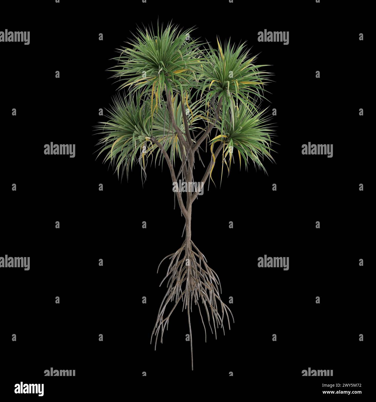 3d illustration of Pandanus amaryllifolius tree isolated on black background Stock Photo