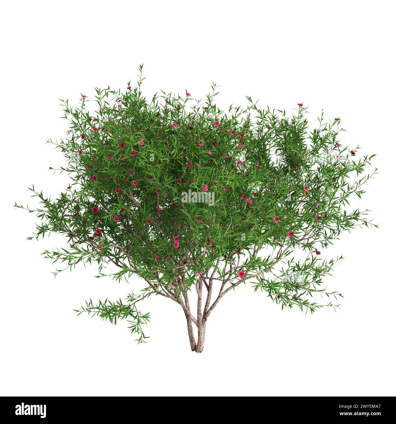 3d illustration of Leptospermum scoparium tree isolated on white ...