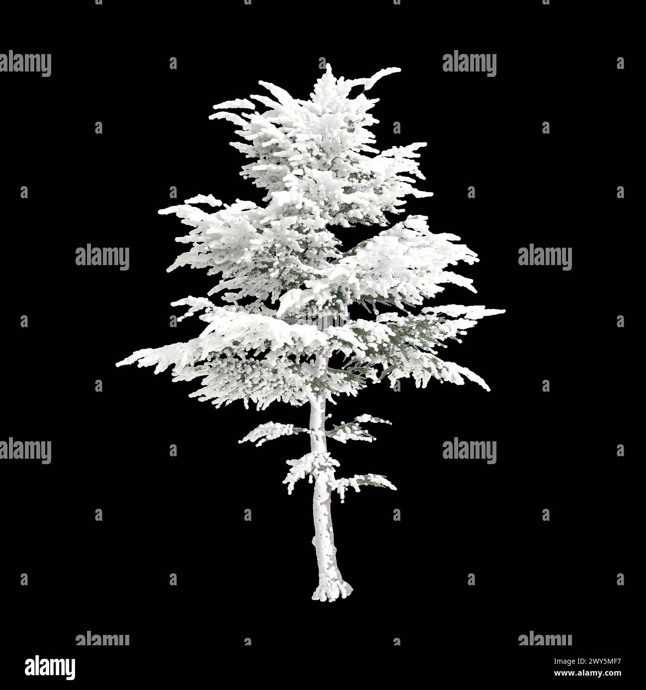 3d illustration of Cedrus libani snow covered tree isolated on black background Stock Photo