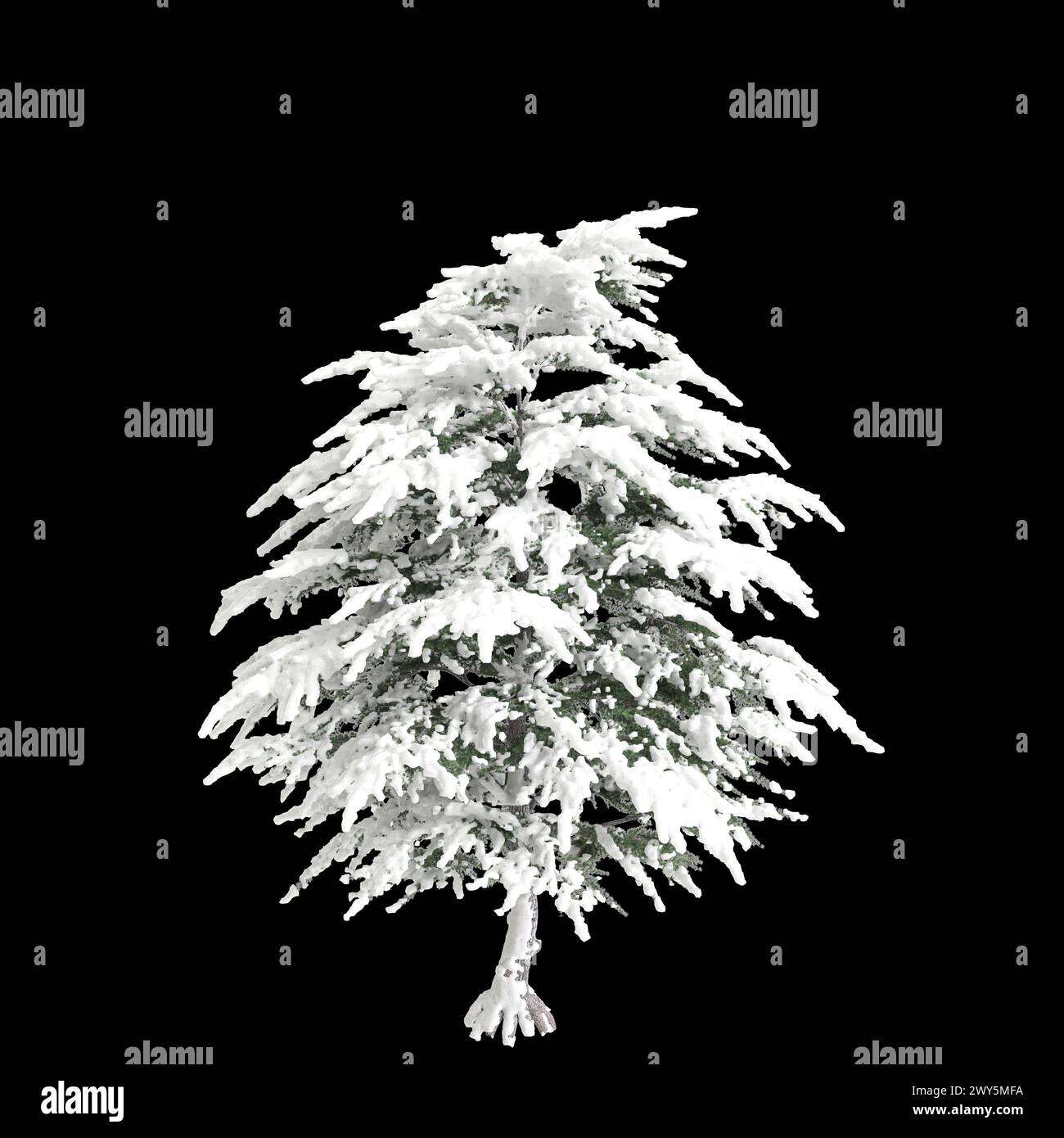 3d illustration of Cedrus libani snow covered tree isolated on black background Stock Photo