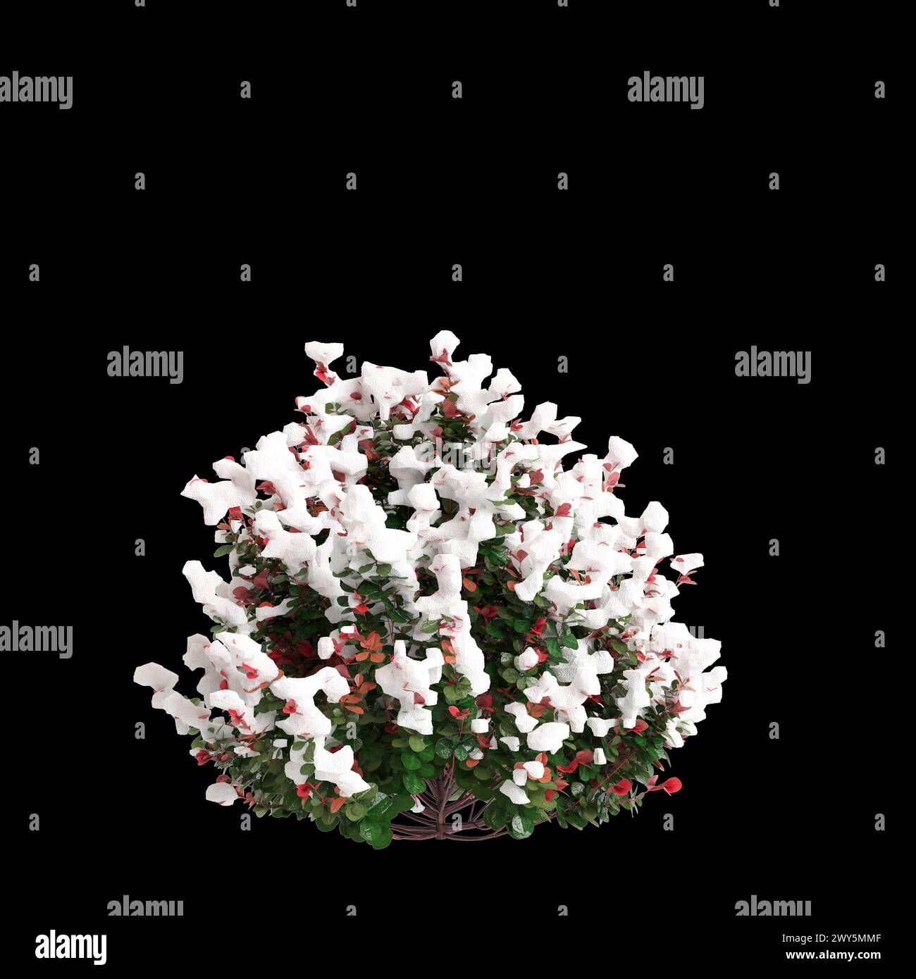 3d illustration of Berberis thunbergii Red snow covered tree isolated on black background Stock Photo
