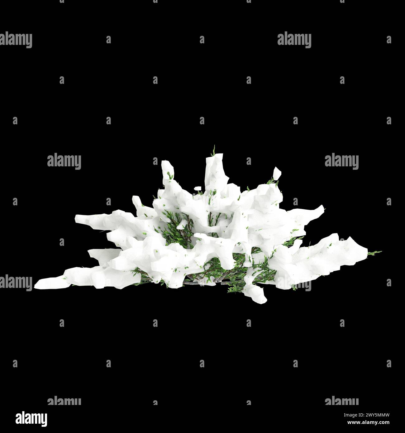 3d illustration of Juniperus sabina snow covered tree isolated on black background Stock Photo