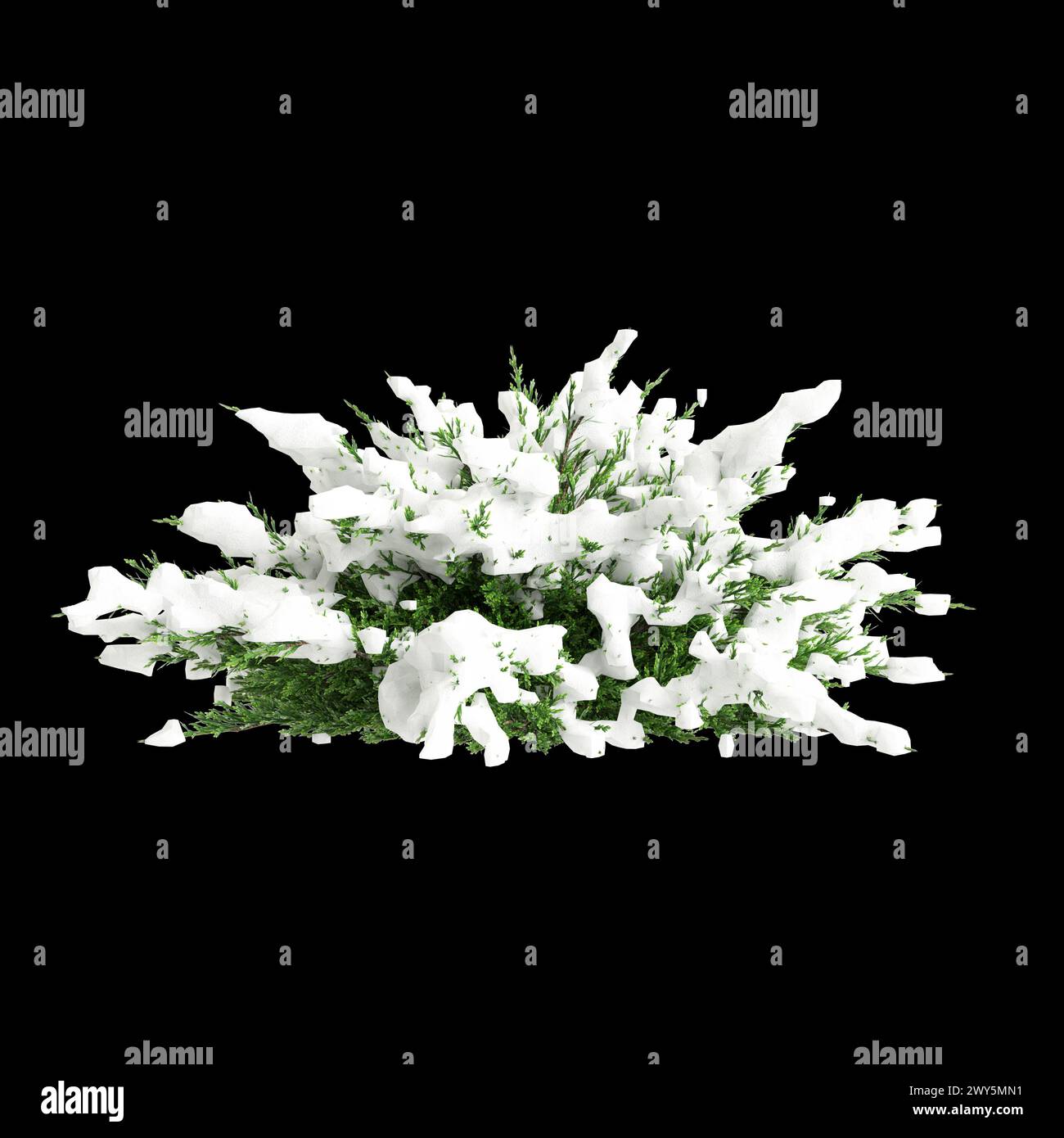 3d illustration of Juniperus sabina snow covered tree isolated on black background Stock Photo