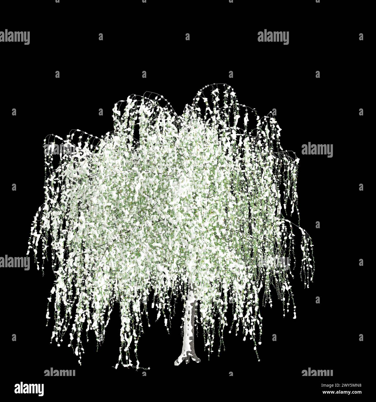 3d illustration of Salix tristis snow covered tree isolated on black background Stock Photo