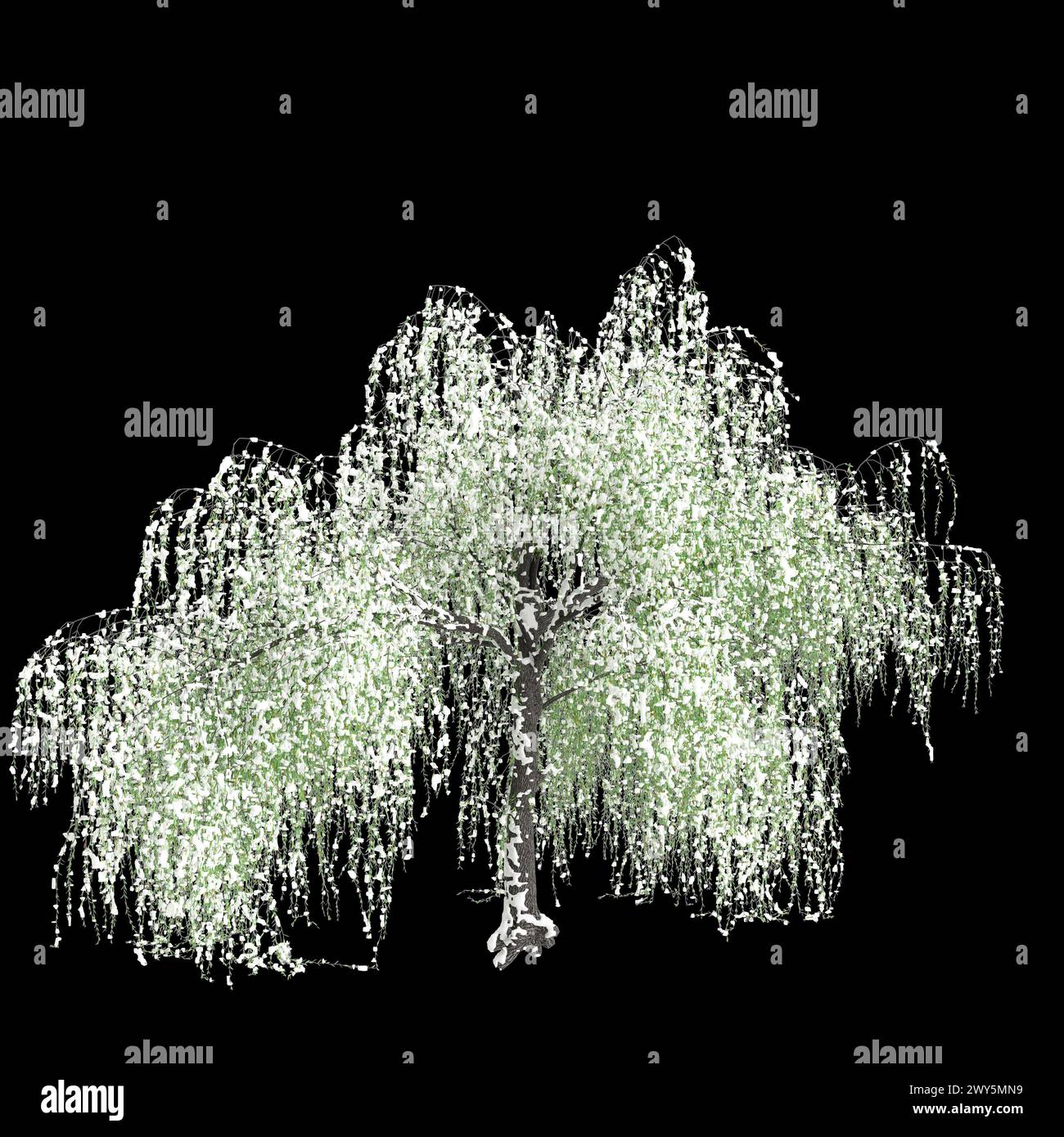 3d illustration of Salix tristis snow covered tree isolated on black background Stock Photo