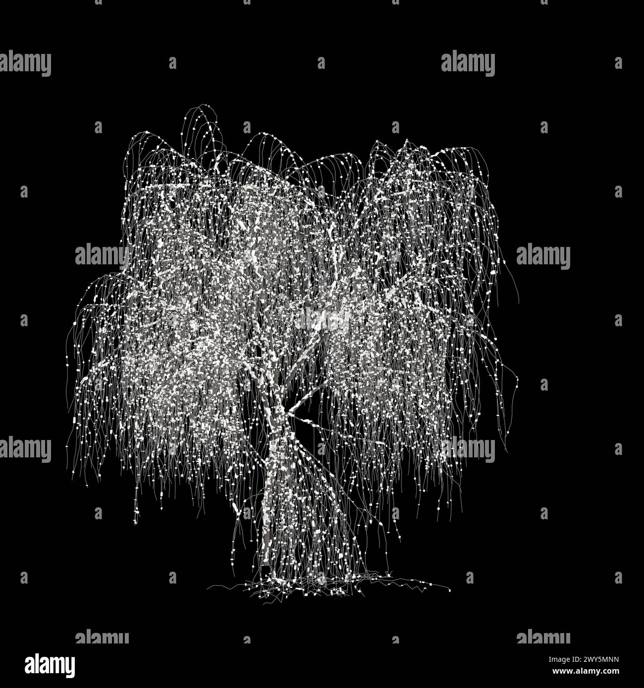 3d illustration of Salix tristis snow covered tree isolated on black background Stock Photo