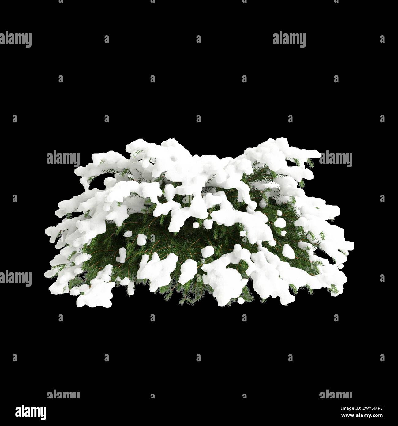 3d illustration of Picea abies Nidiformis snow covered tree isolated on black background Stock Photo