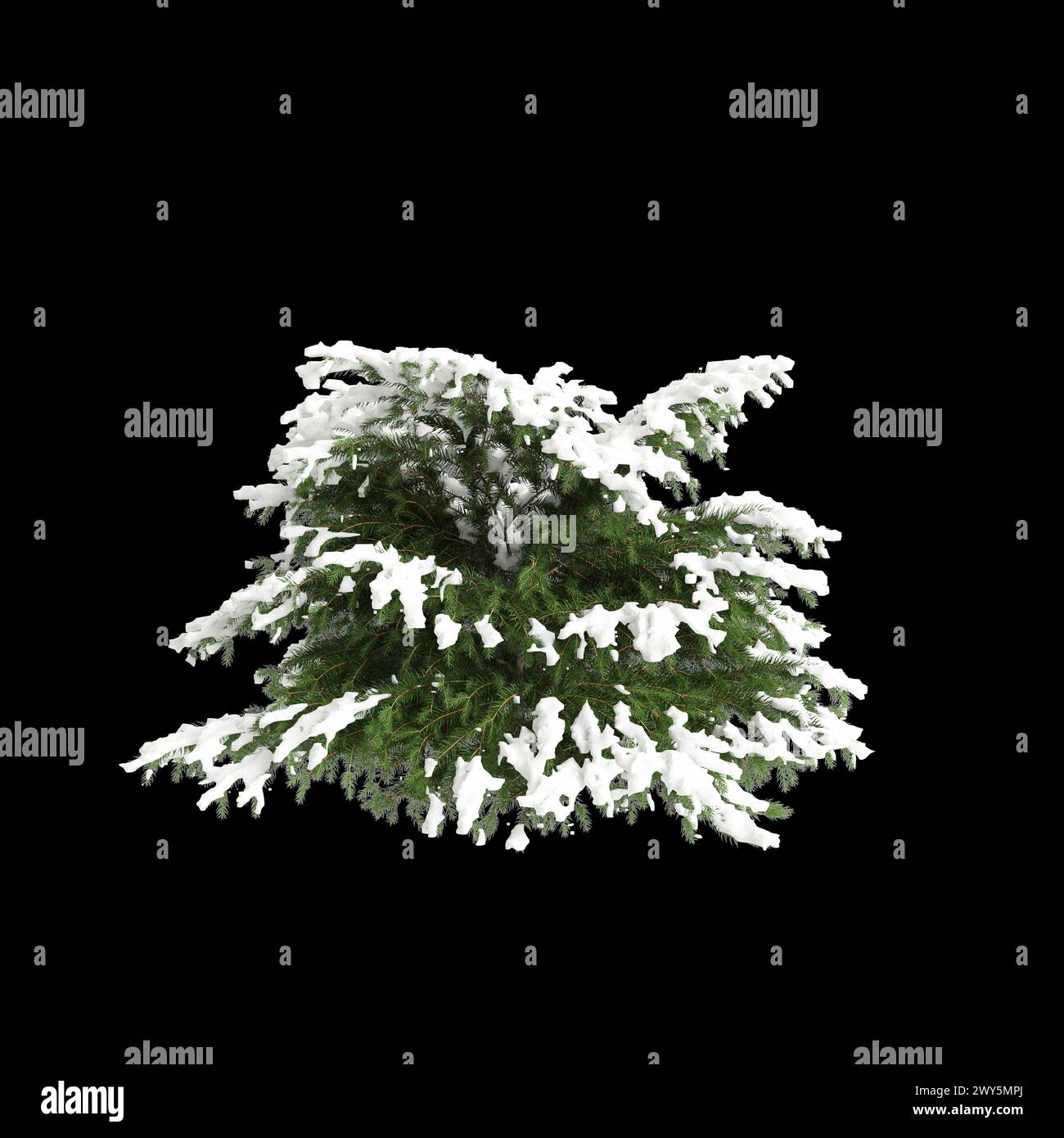 3d illustration of Picea abies Nidiformis snow covered tree isolated on black background Stock Photo