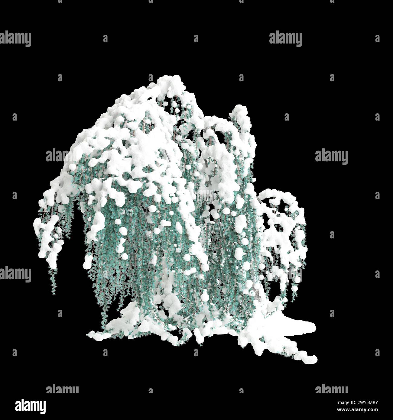 3d illustration of Cedrus atlantica Glauca Pendula snow covered tree isolated on black background Stock Photo