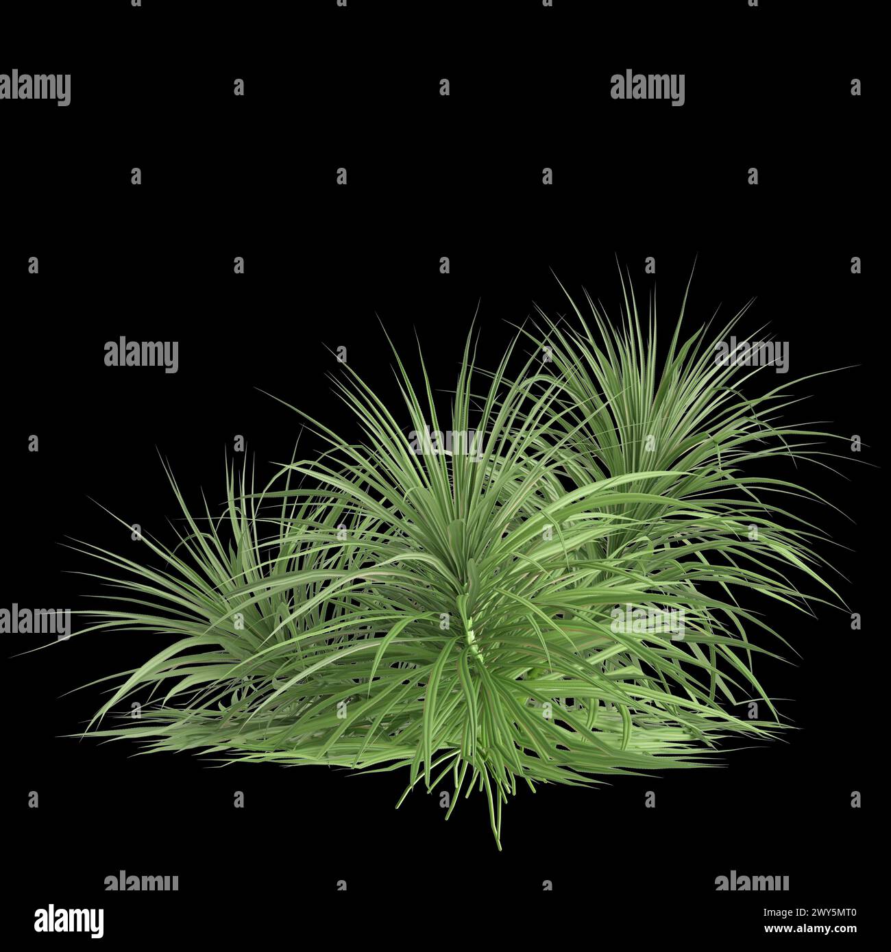3d illustration of Pandanus amaryllifolius tree isolated on black background Stock Photo