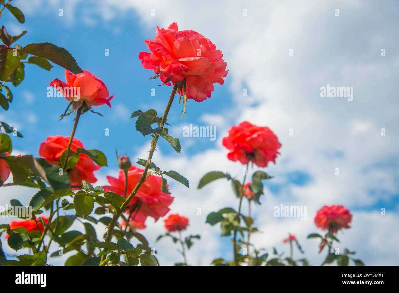 Pink roses against blue sky. Stock Photo