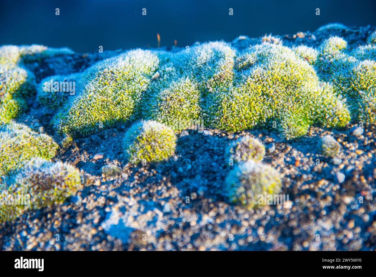 Frosty moss. Stock Photo