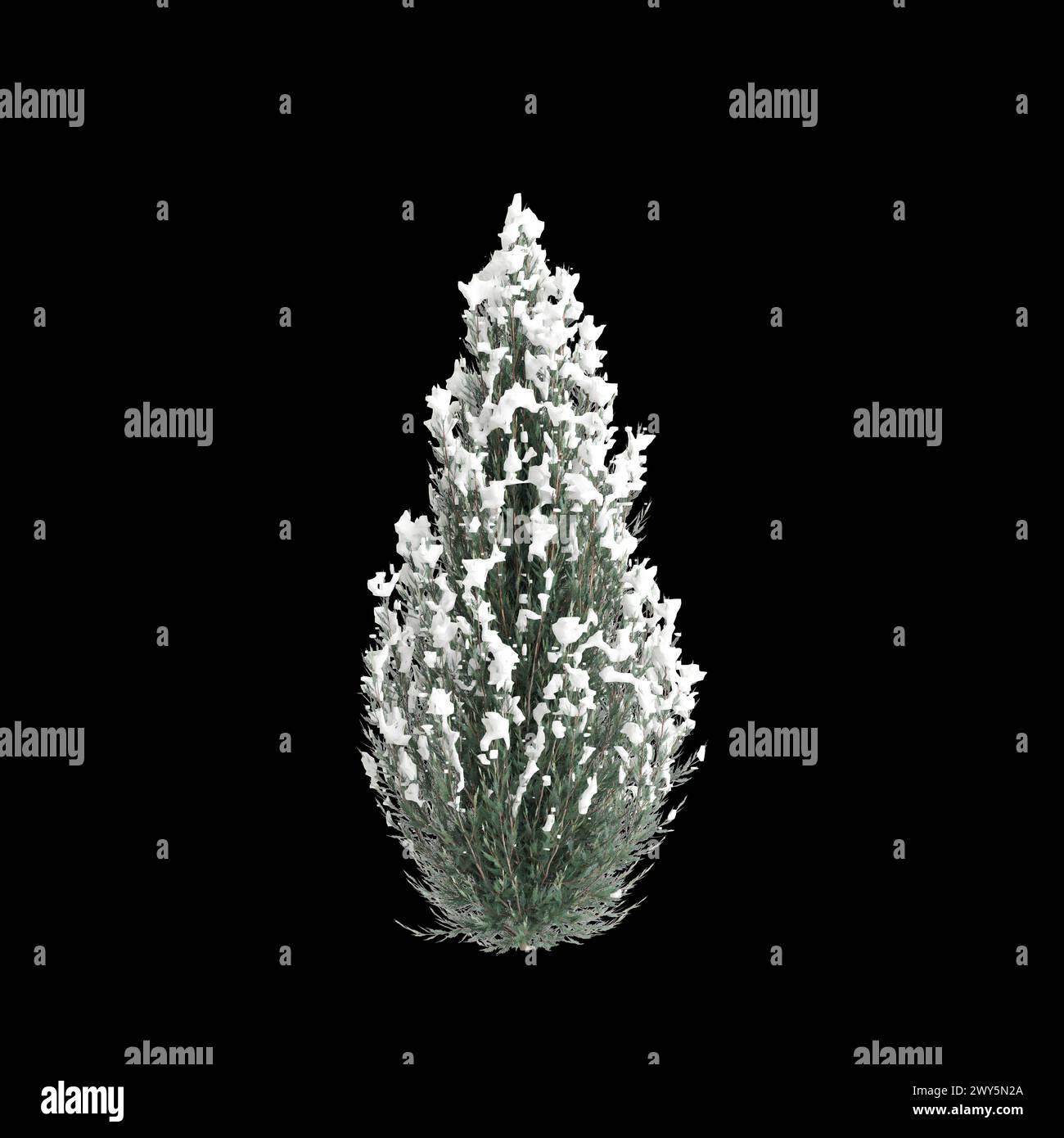 3d illustration of set Cryptomeria japonica Elegans Viridis snow covered tree isolated on black background Stock Photo
