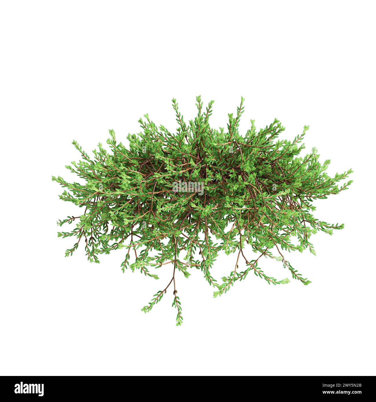 3d illustration of Empetrum nigrum hanging plant isolated on white background Stock Photo
