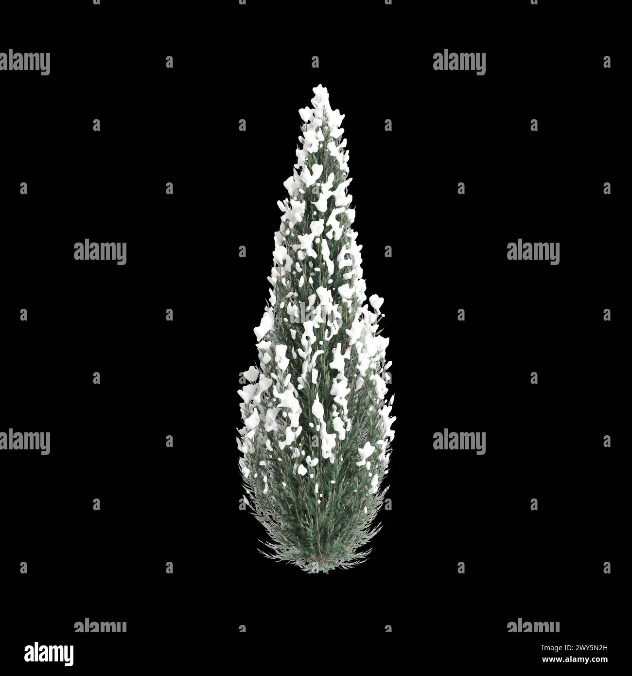 3d illustration of set Cryptomeria japonica Elegans Viridis snow covered tree isolated on black background Stock Photo