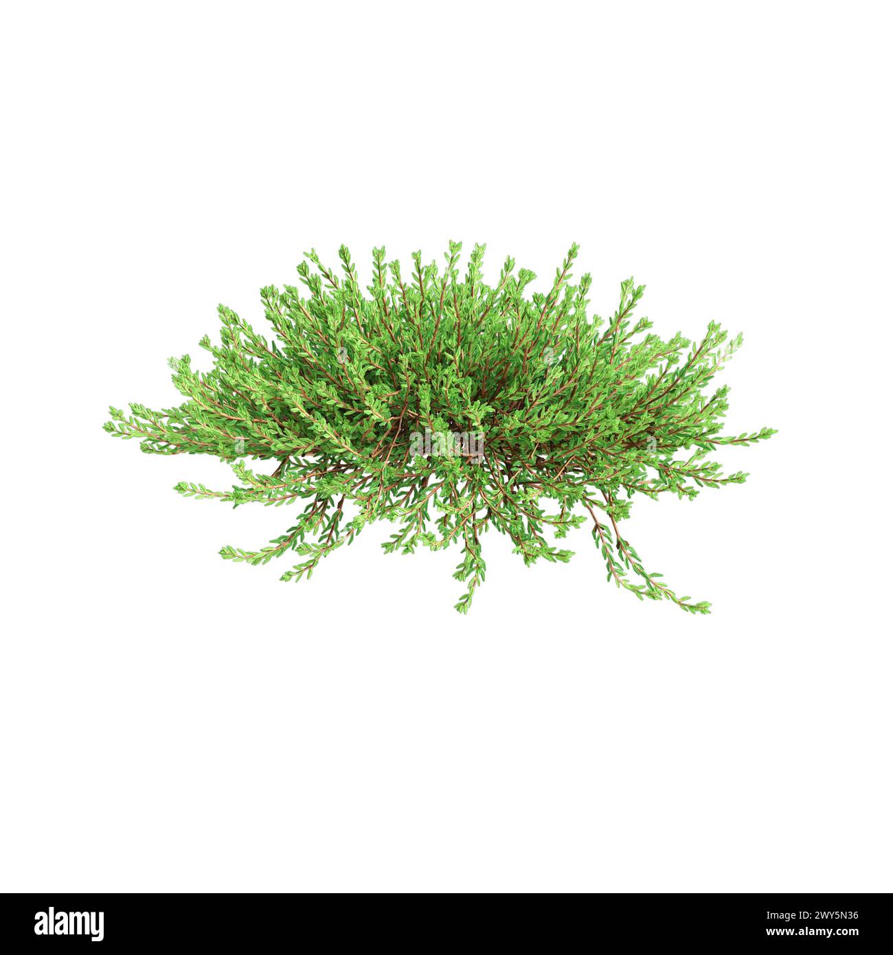 3d illustration of Empetrum nigrum hanging plant isolated on white background Stock Photo
