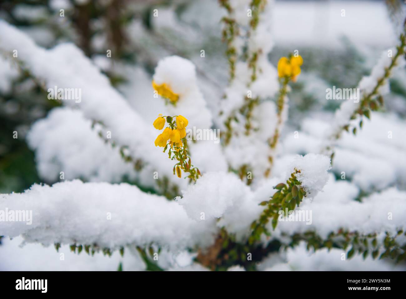 Snow covered plant. Stock Photo