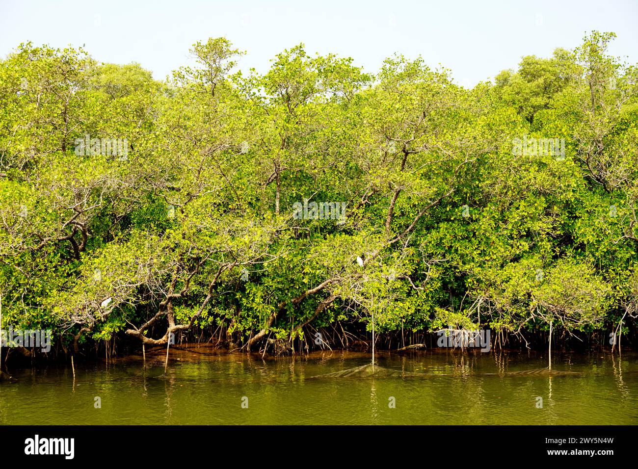 Indien, Goa, Panjim, Chorao Island, Salim Ali Bird Sanctuary, Mangroven (Rhizophora mucronata) Stock Photo
